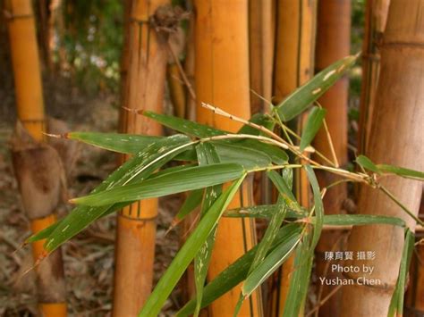 金絲竹風水|【金絲竹風水】揭秘金絲竹風水佈局的三大秘訣，打造居所財運好。